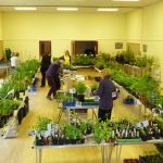 plant sale 2017 p1000655