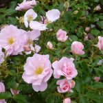 rosemoor june 2017 p1000714 rosemoor june 2017 p1000714