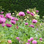 rosemoor june 2017 p1000716 rosemoor june 2017 p1000716