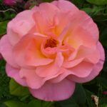 rosemoor june 2017 p1000717 rosemoor june 2017 p1000717