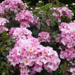 rosemoor june 2017 p1000718 rosemoor june 2017 p1000718