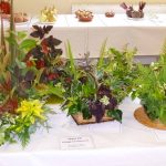 flower show 2017 p1000799